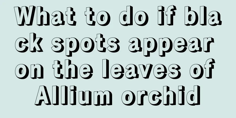 What to do if black spots appear on the leaves of Allium orchid