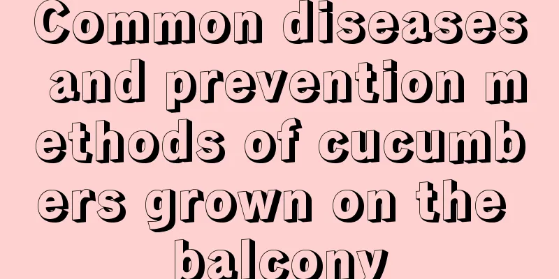 Common diseases and prevention methods of cucumbers grown on the balcony