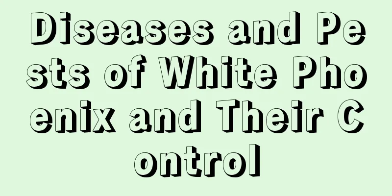 Diseases and Pests of White Phoenix and Their Control