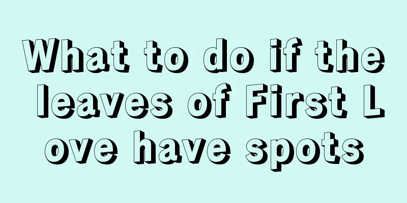 What to do if the leaves of First Love have spots