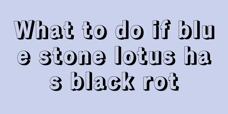 What to do if blue stone lotus has black rot