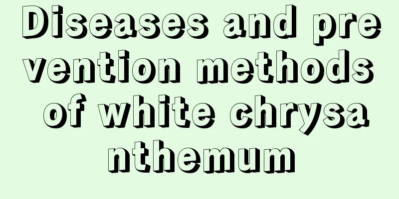 Diseases and prevention methods of white chrysanthemum