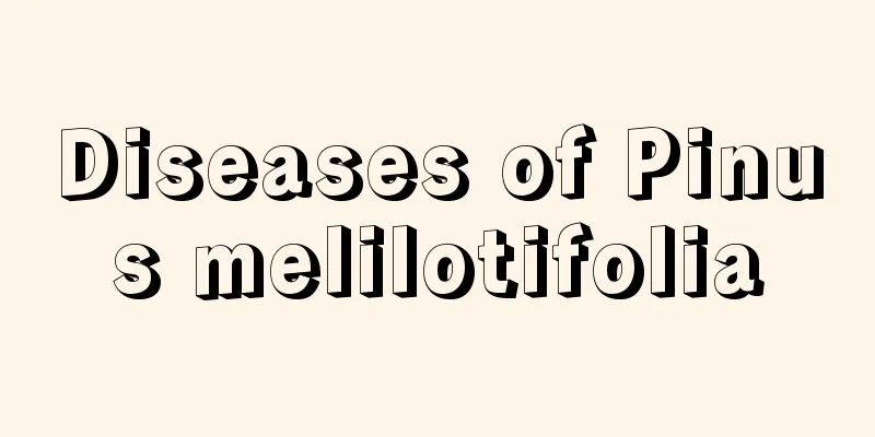 Diseases of Pinus melilotifolia