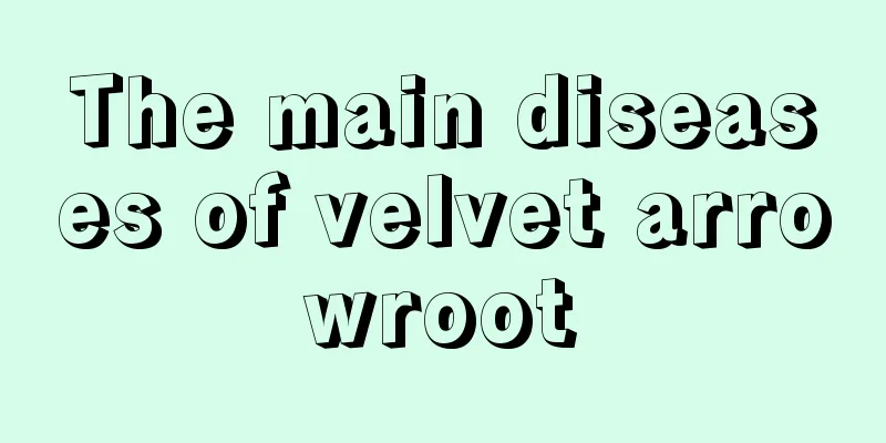 The main diseases of velvet arrowroot