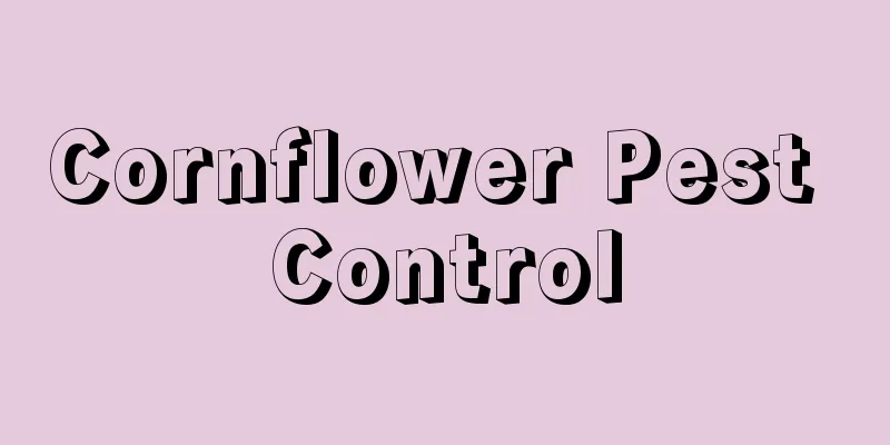 Cornflower Pest Control