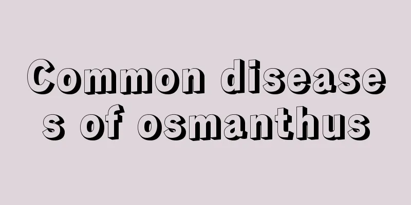 Common diseases of osmanthus