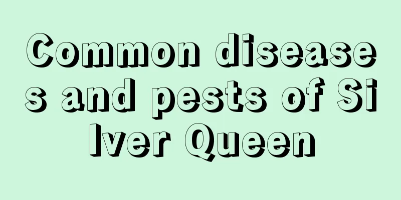 Common diseases and pests of Silver Queen