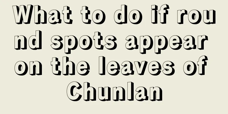 What to do if round spots appear on the leaves of Chunlan