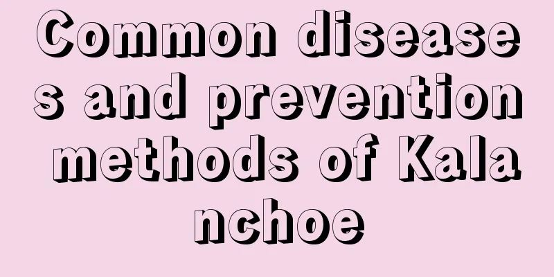 Common diseases and prevention methods of Kalanchoe