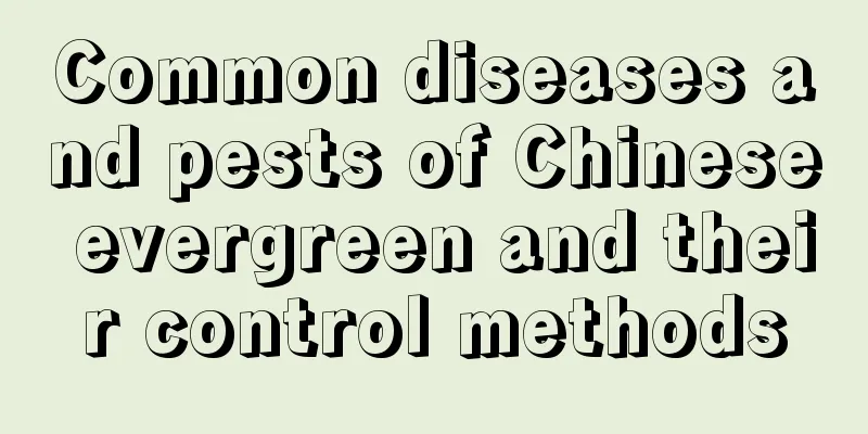 Common diseases and pests of Chinese evergreen and their control methods