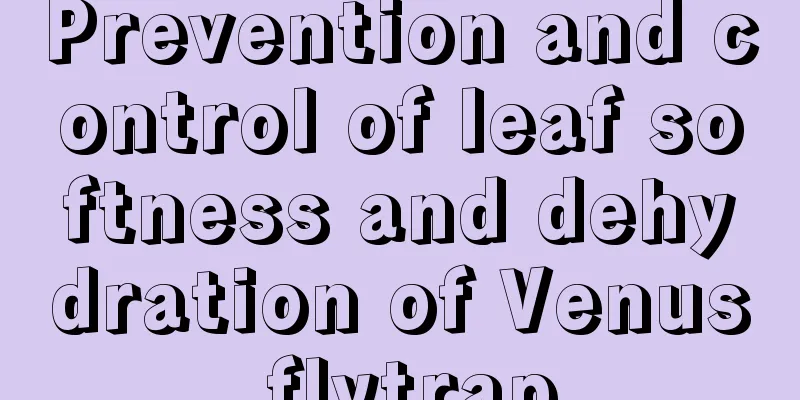 Prevention and control of leaf softness and dehydration of Venus flytrap