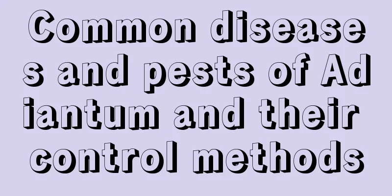 Common diseases and pests of Adiantum and their control methods