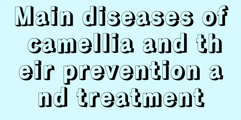 Main diseases of camellia and their prevention and treatment