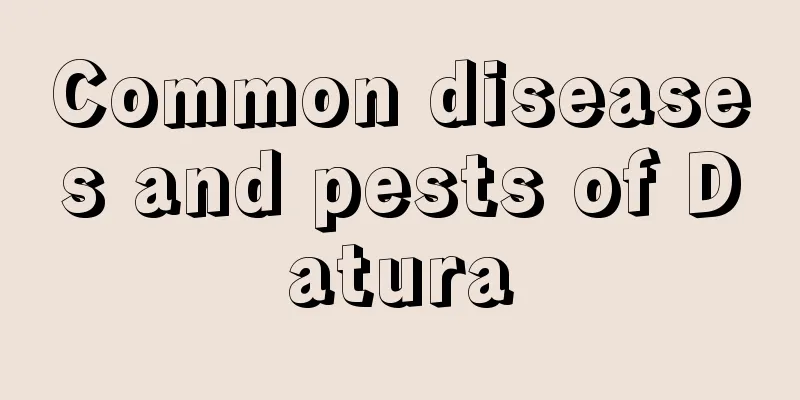 Common diseases and pests of Datura