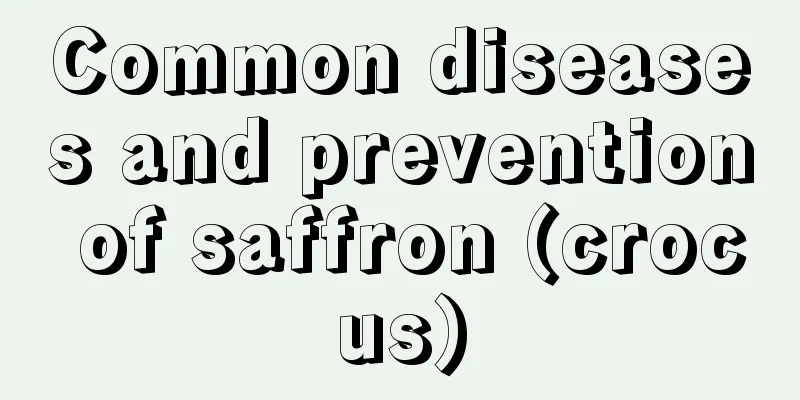 Common diseases and prevention of saffron (crocus)