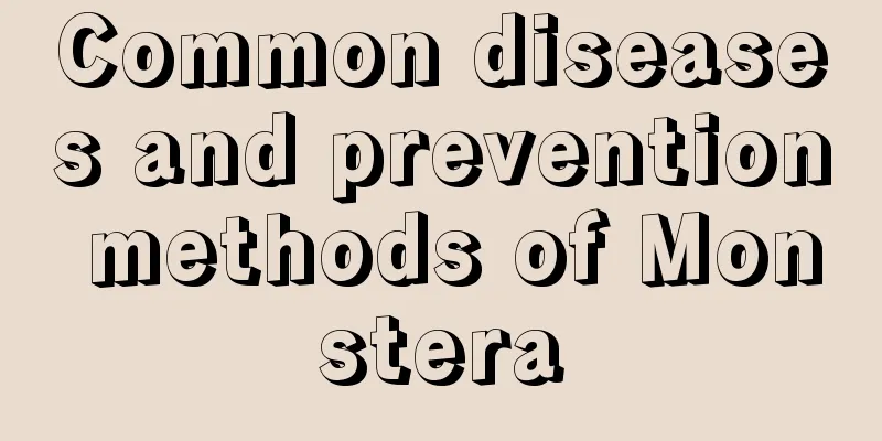 Common diseases and prevention methods of Monstera