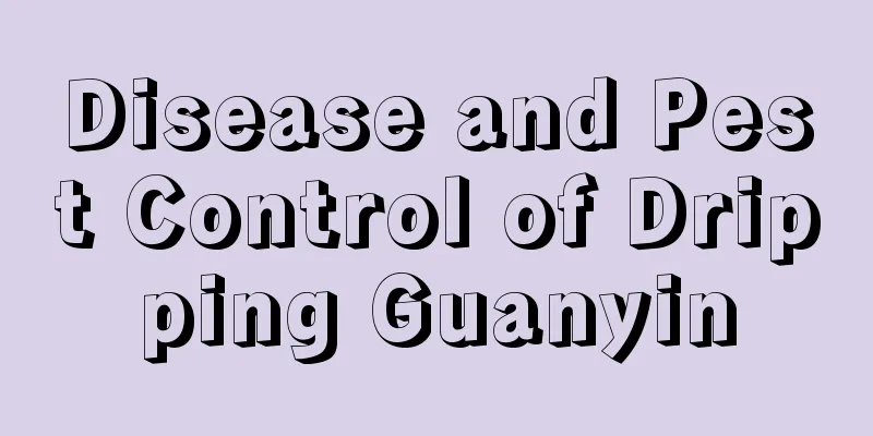 Disease and Pest Control of Dripping Guanyin