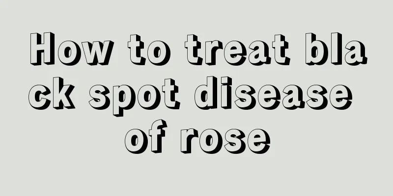 How to treat black spot disease of rose