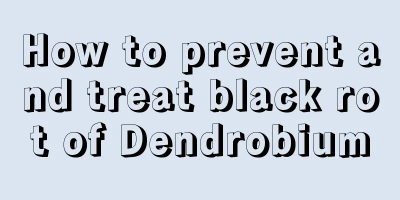 How to prevent and treat black rot of Dendrobium