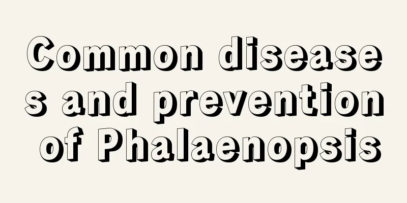 Common diseases and prevention of Phalaenopsis