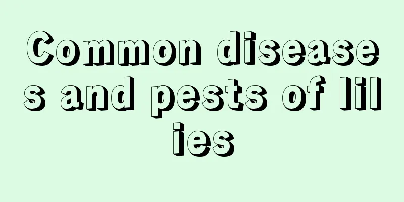 Common diseases and pests of lilies