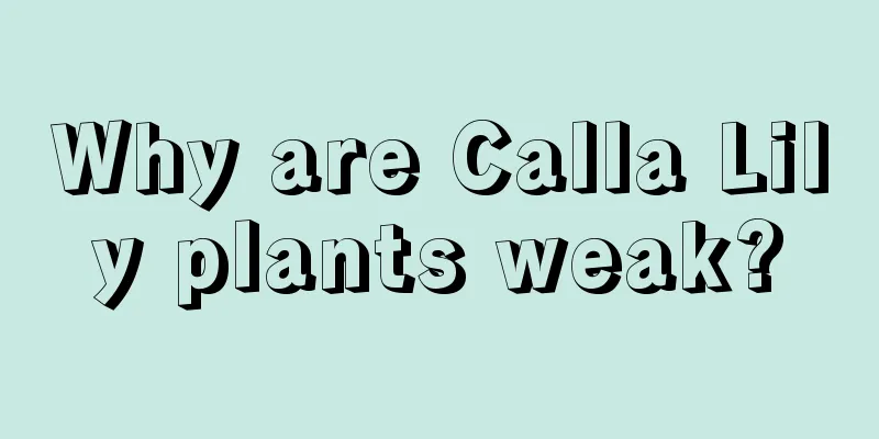 Why are Calla Lily plants weak?