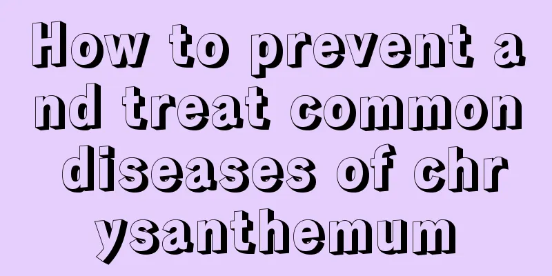 How to prevent and treat common diseases of chrysanthemum