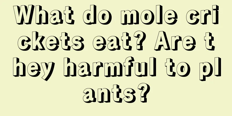 What do mole crickets eat? Are they harmful to plants?