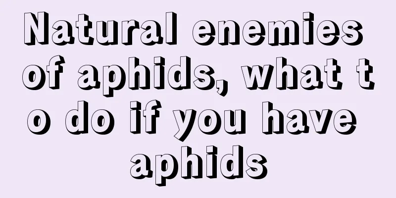 Natural enemies of aphids, what to do if you have aphids