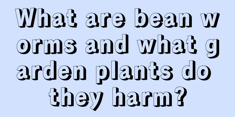 What are bean worms and what garden plants do they harm?