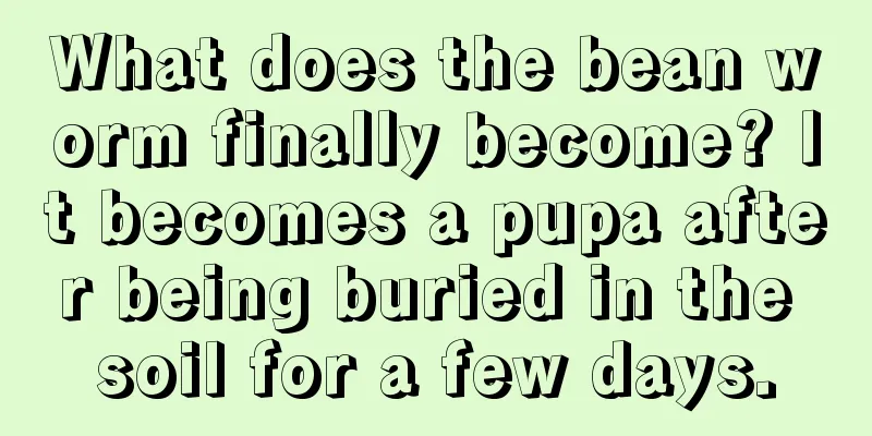 What does the bean worm finally become? It becomes a pupa after being buried in the soil for a few days.