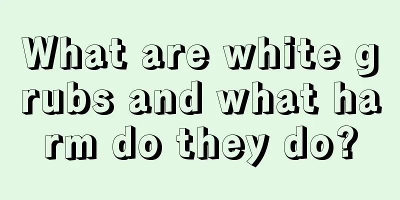 What are white grubs and what harm do they do?