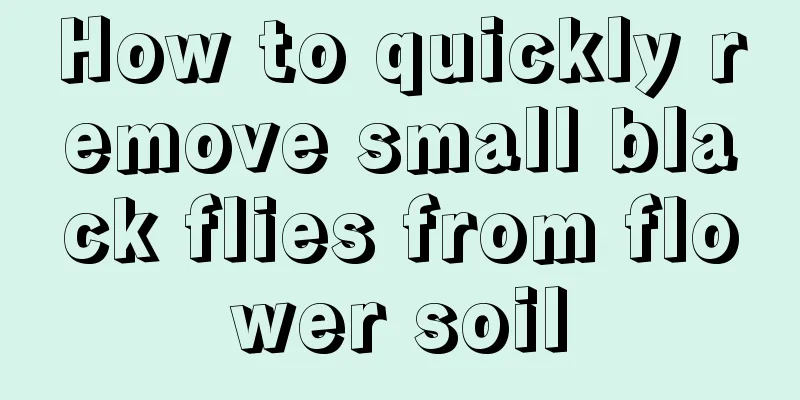 How to quickly remove small black flies from flower soil