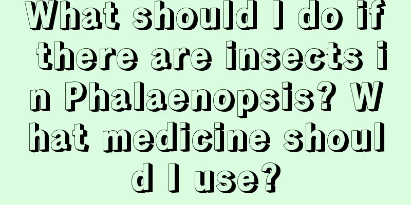 What should I do if there are insects in Phalaenopsis? What medicine should I use?