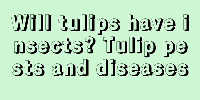 Will tulips have insects? Tulip pests and diseases