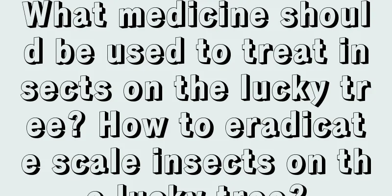 What medicine should be used to treat insects on the lucky tree? How to eradicate scale insects on the lucky tree?