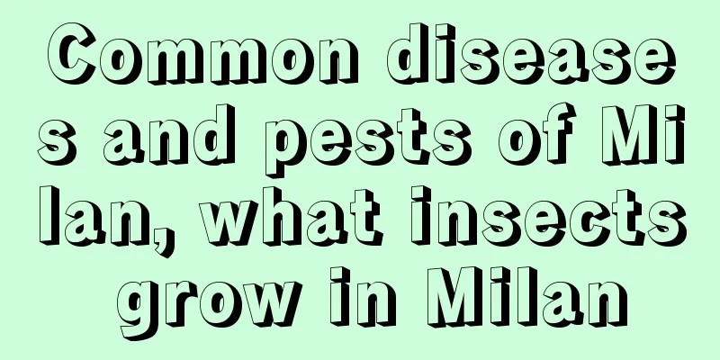 Common diseases and pests of Milan, what insects grow in Milan