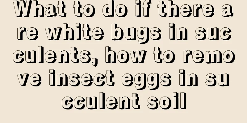 What to do if there are white bugs in succulents, how to remove insect eggs in succulent soil