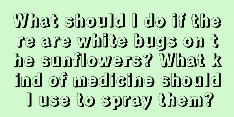 What should I do if there are white bugs on the sunflowers? What kind of medicine should I use to spray them?