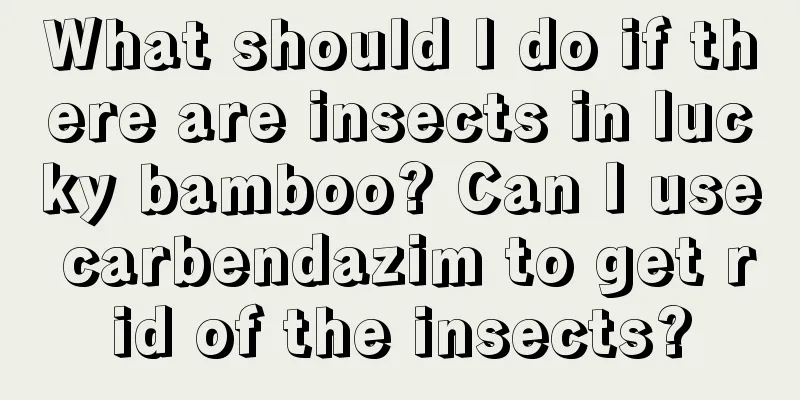 What should I do if there are insects in lucky bamboo? Can I use carbendazim to get rid of the insects?