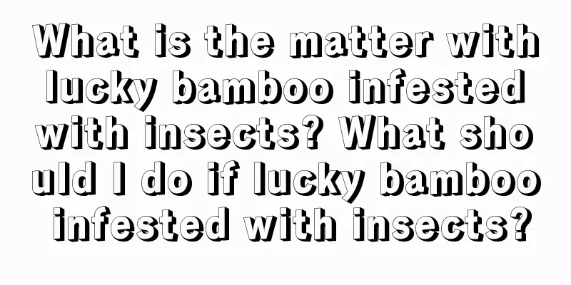 What is the matter with lucky bamboo infested with insects? What should I do if lucky bamboo infested with insects?