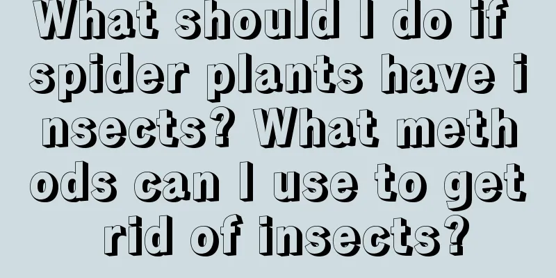 What should I do if spider plants have insects? What methods can I use to get rid of insects?