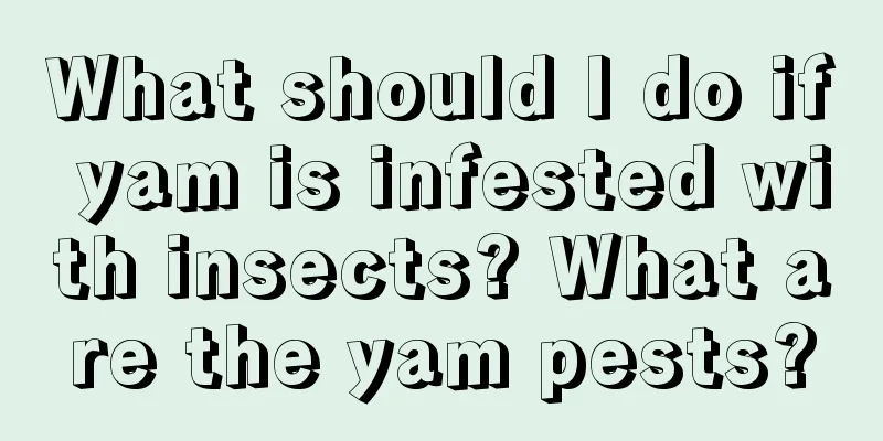 What should I do if yam is infested with insects? What are the yam pests?