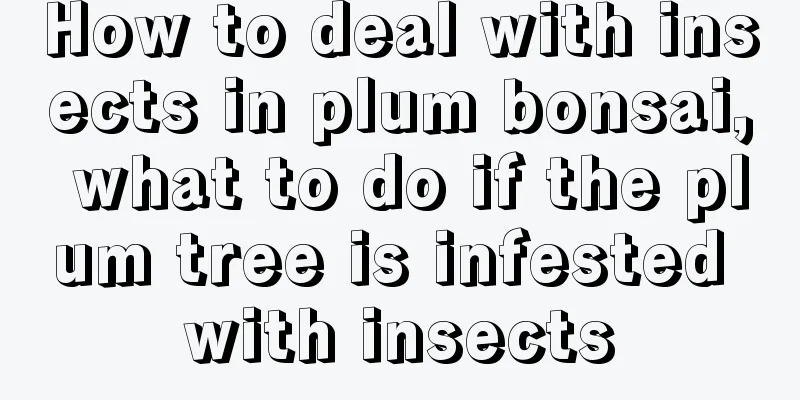 How to deal with insects in plum bonsai, what to do if the plum tree is infested with insects