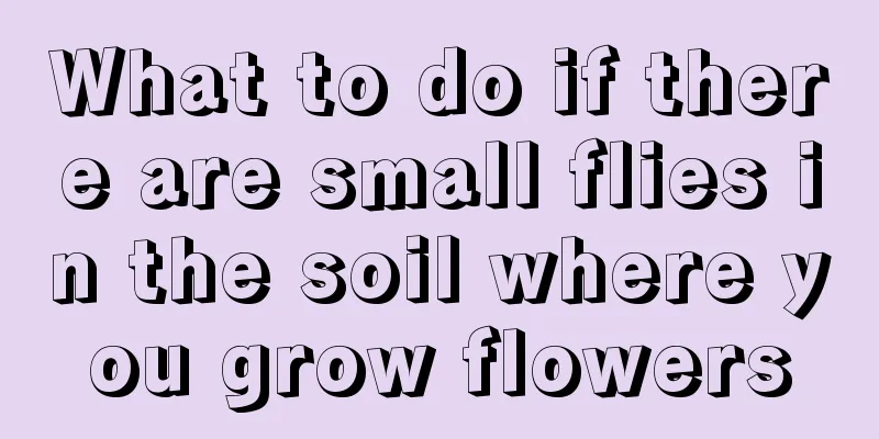 What to do if there are small flies in the soil where you grow flowers