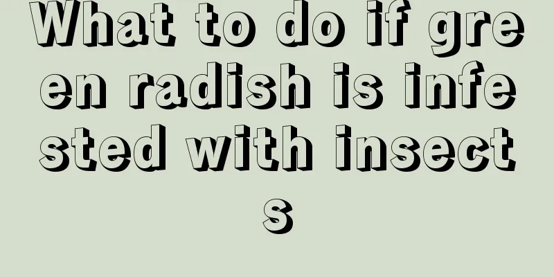 What to do if green radish is infested with insects