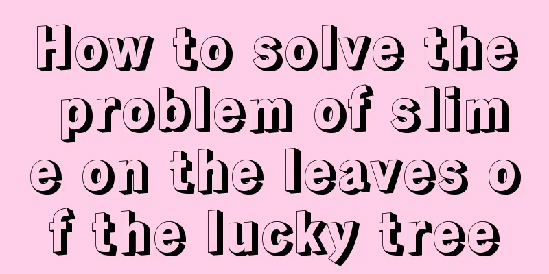 How to solve the problem of slime on the leaves of the lucky tree