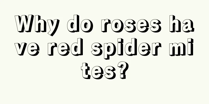 Why do roses have red spider mites?