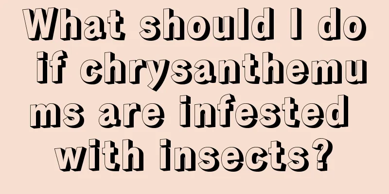 What should I do if chrysanthemums are infested with insects?