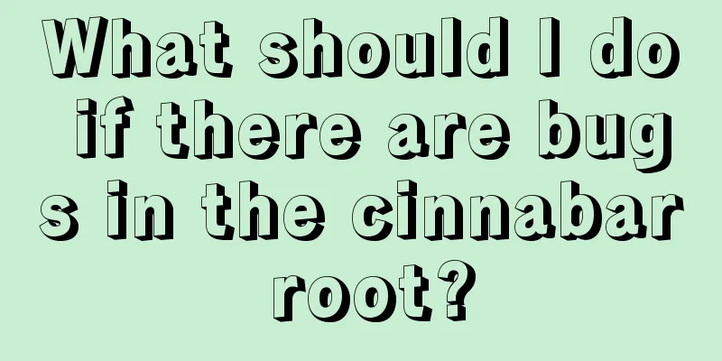 What should I do if there are bugs in the cinnabar root?